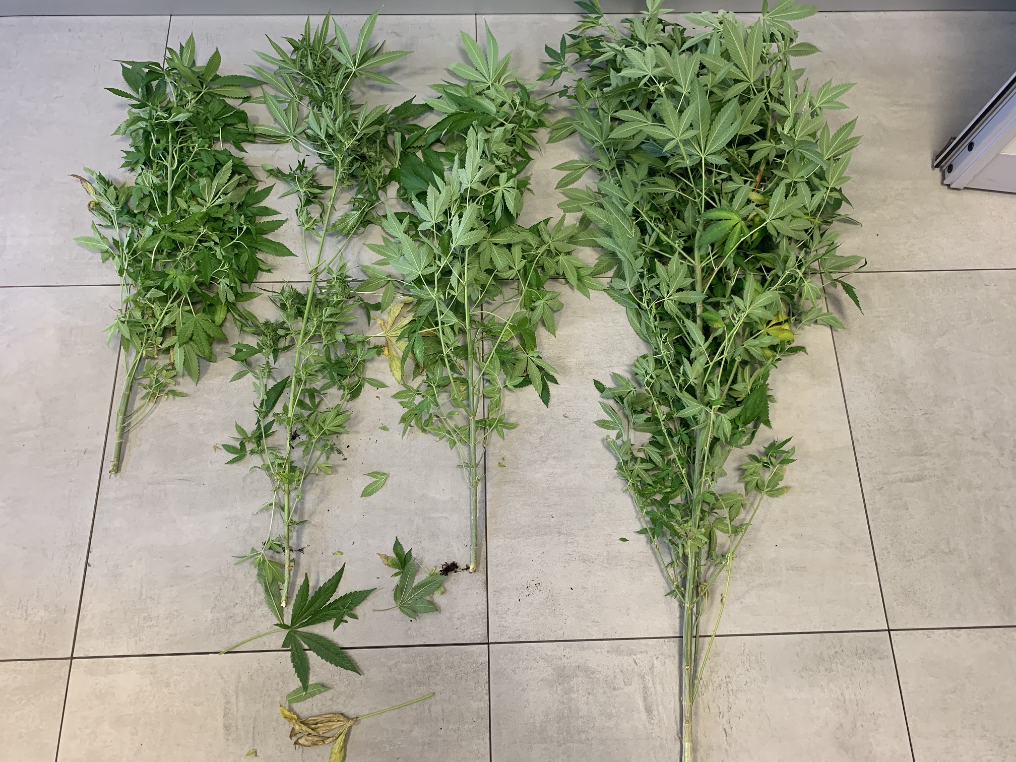 PORCIA. COLTIVAVA SETTE PIANTE DI MARIJUANA IN CASA – ARRESTATO 65ENNE ITALIANO